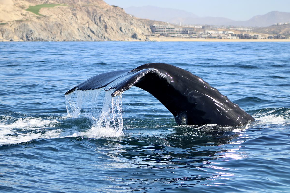 Ballena jorobada mostrando la cola cerca de un yate en Cabo San Lucas